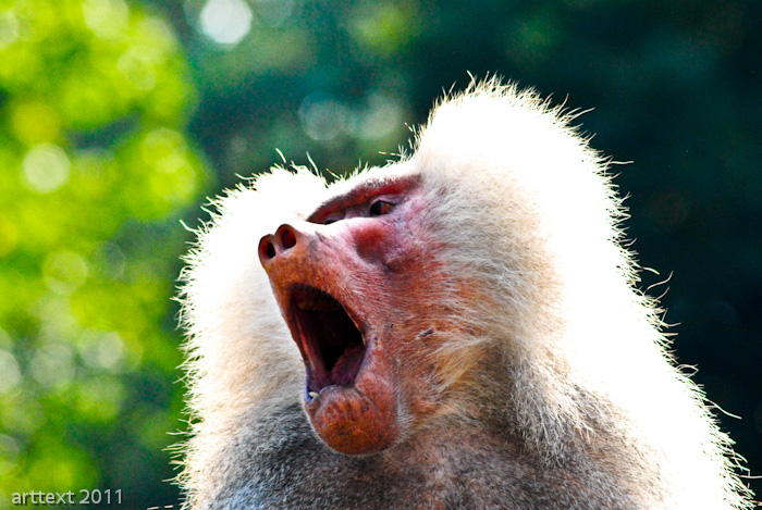 baboon