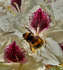 bumble_bee