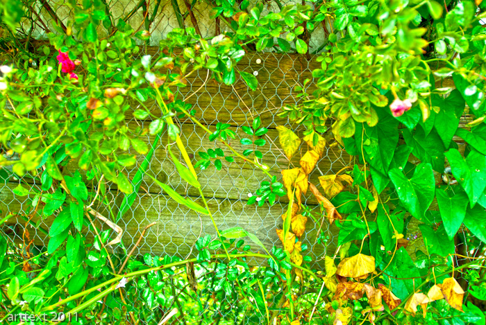 fence behind wire