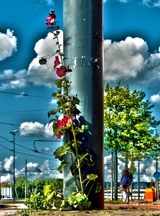 hollyhock 